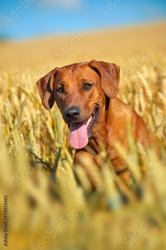 Dog in the rye wheaten field