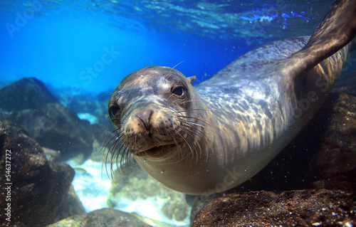 Sea lion underwater looking at camera