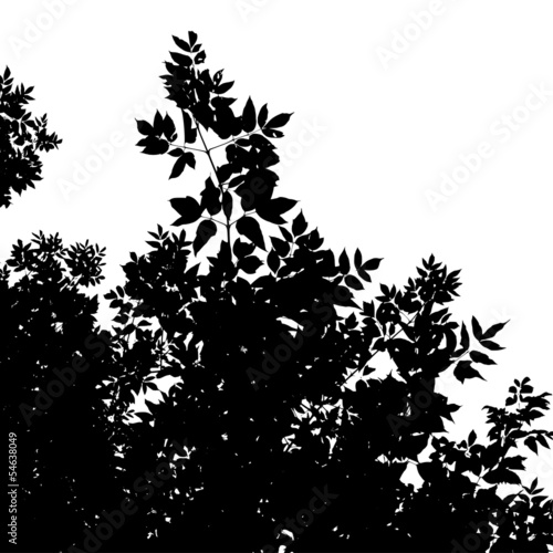 leaves silhouette of American Maple