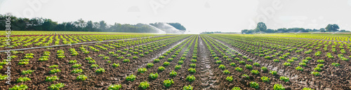 rang de salades en plein champ