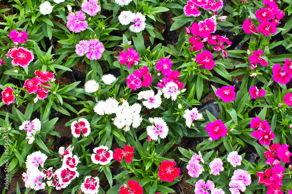 many color flowerbed of Dianthus barbatus.(pink, red white) many color flowerbed of Dianthus barbatus.(pink, red white)