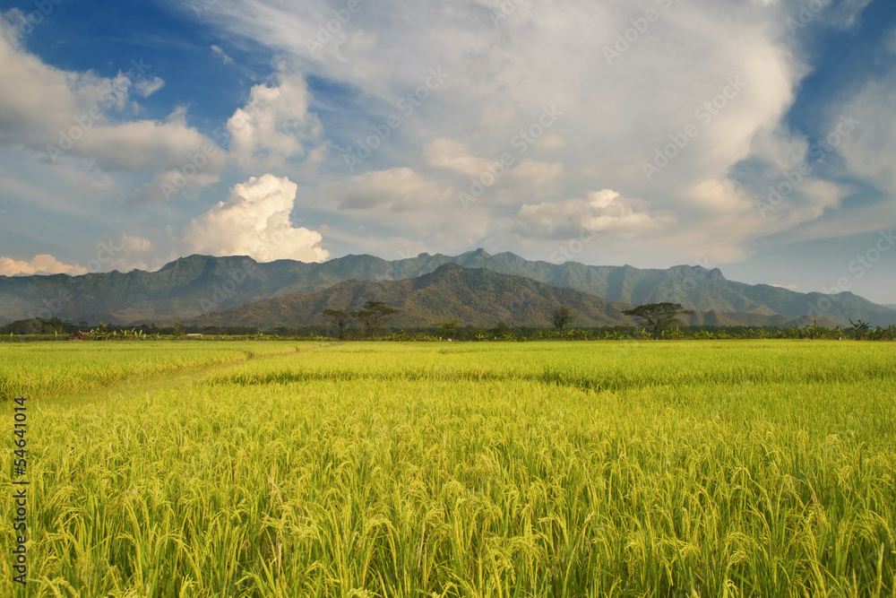 Awesome rice field and mountain landscape