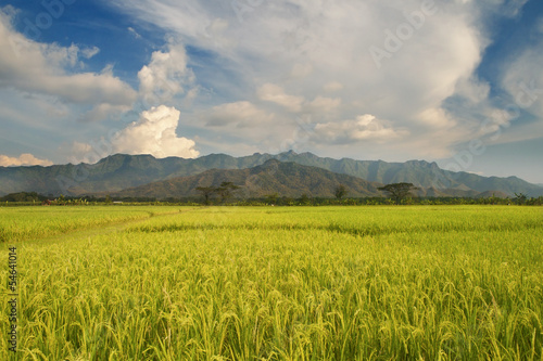 Awesome rice field and mountain landscape