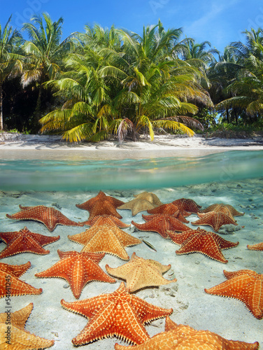 Beach and starfish underwater
