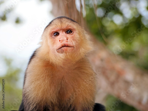Photography White-Faced Capuchin monkey