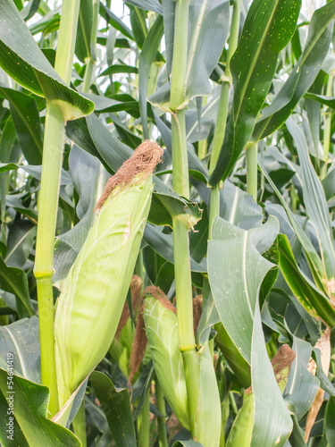corn in the fields  corn farm