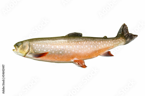 Large Dolly Varden Trout in Spawning Colors