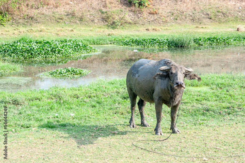 Thai Buffalo ,Thailand Thai Buffalo ,Thailand