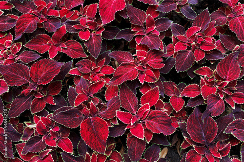decorative red coleus leaves