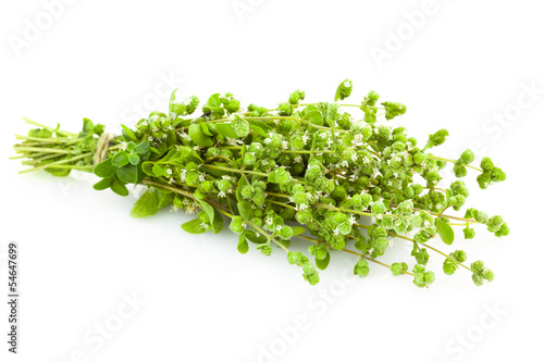 Bunch of fresh Oregano herb / Majoram / isolated