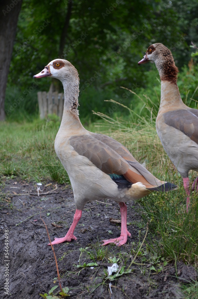 Nilgans-Pärchen Nilgans-Pärchen