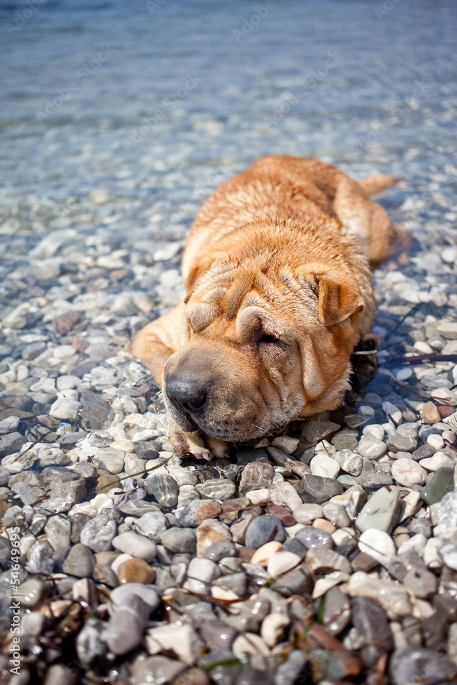 sharpei dog sharpei dog
