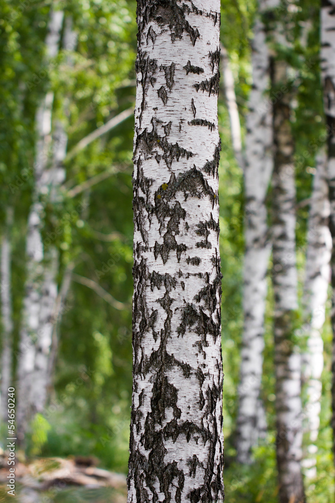 Fototapeta premium birch in nature