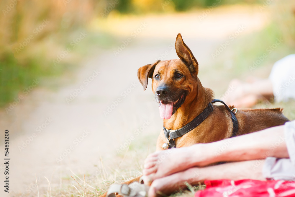 Portrait of a happy dog laying by its owner's legs