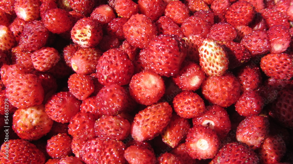fraises des bois fraises des bois