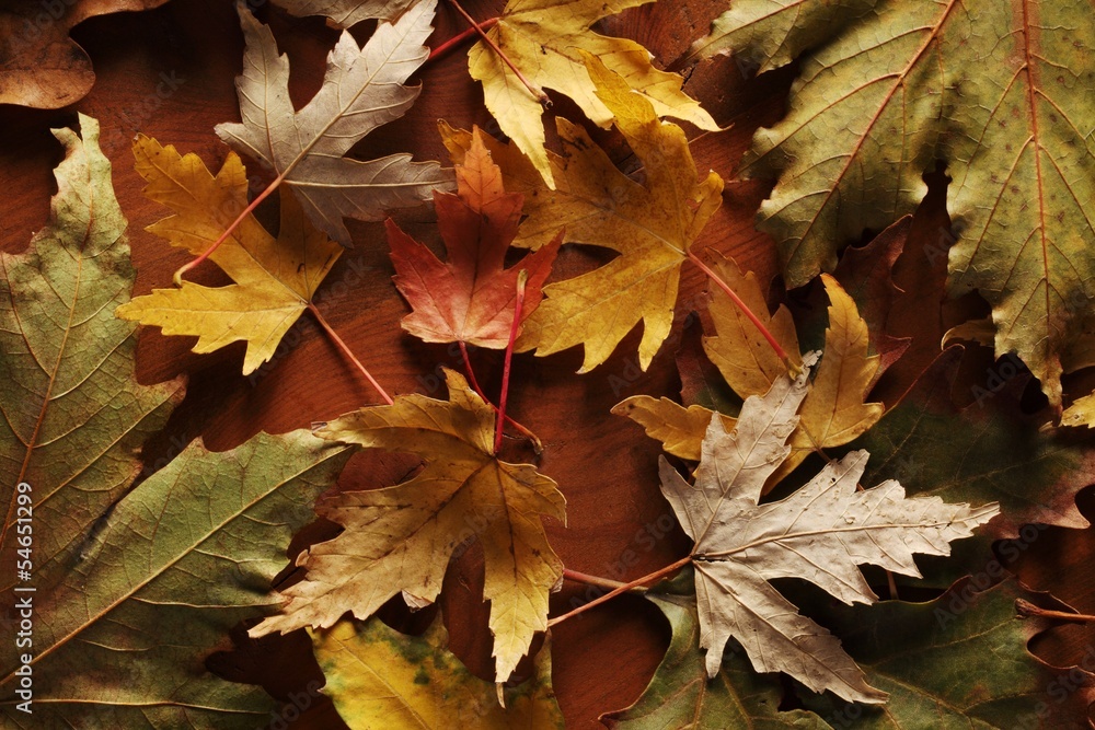 Fototapeta premium Colorful autumn leaves on wooden background