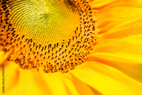 sunflowers closeup