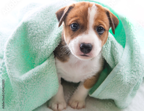 Dog bath towel