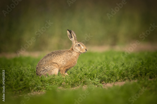 Brown Hare © andyastbury