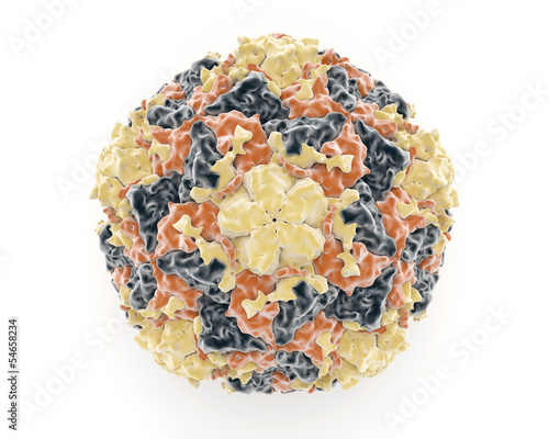 Rhinovirus