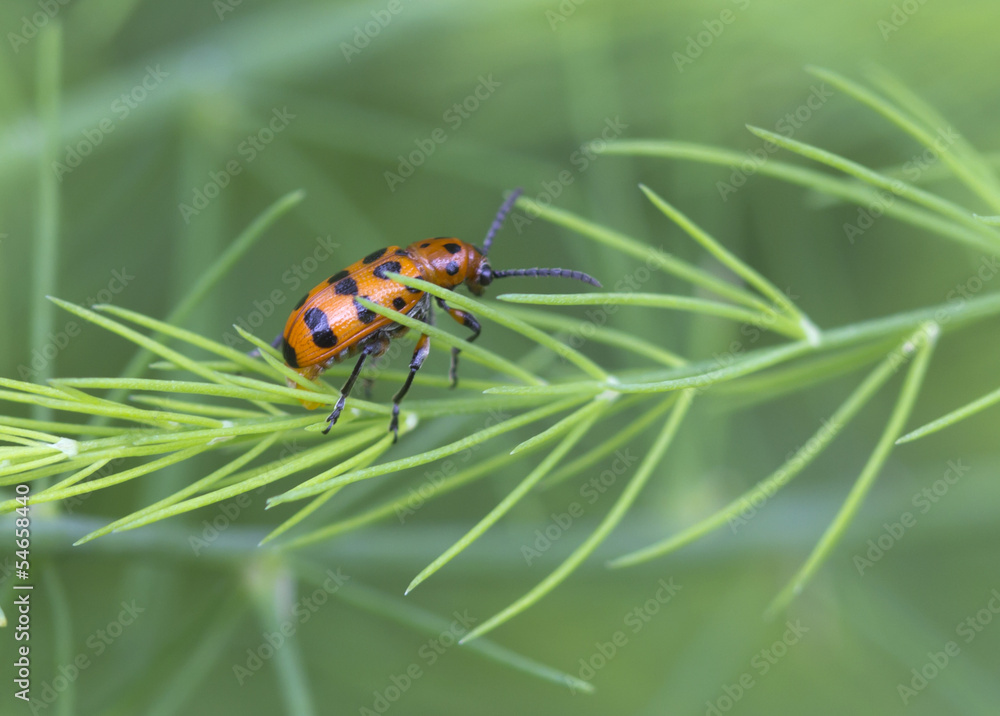 Fototapeta premium Crioceris quatuordecimpunctata.
