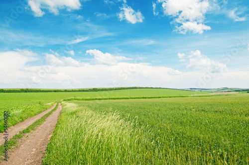 wheat field and country road