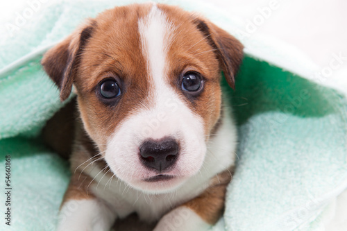 puppy after bath
