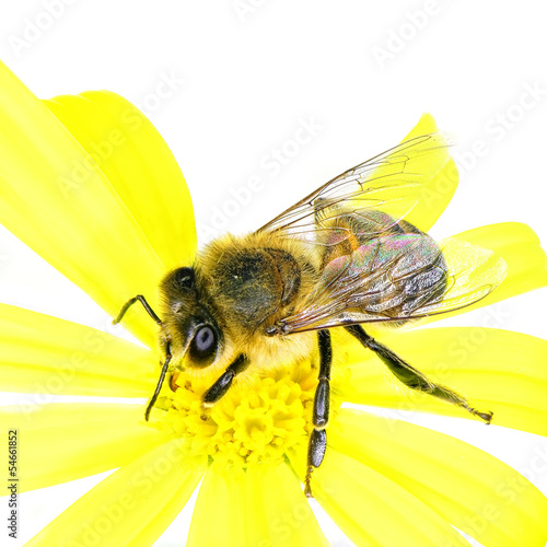 Bee