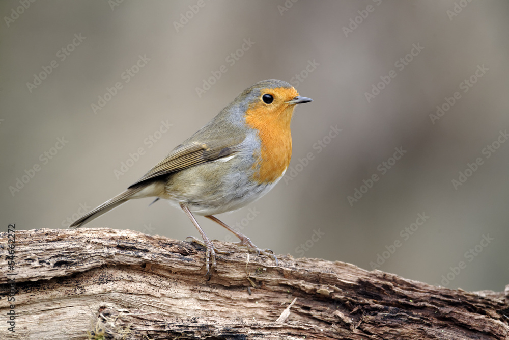 Robin, Erithacus rubecula