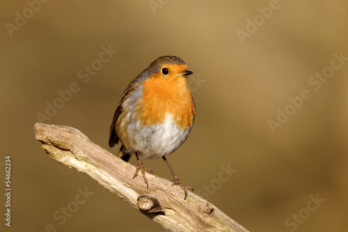 Robin, Erithacus rubecula