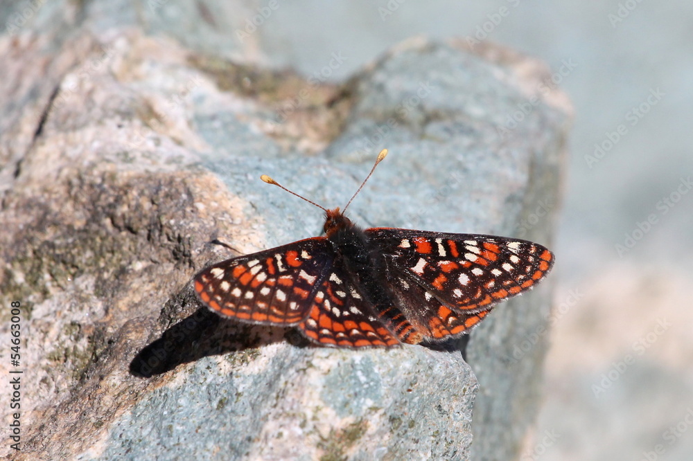 Fototapeta premium Edith's Checkerspot Resting on a Rock
