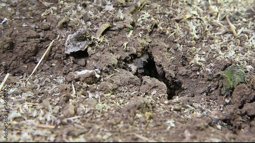 ants
