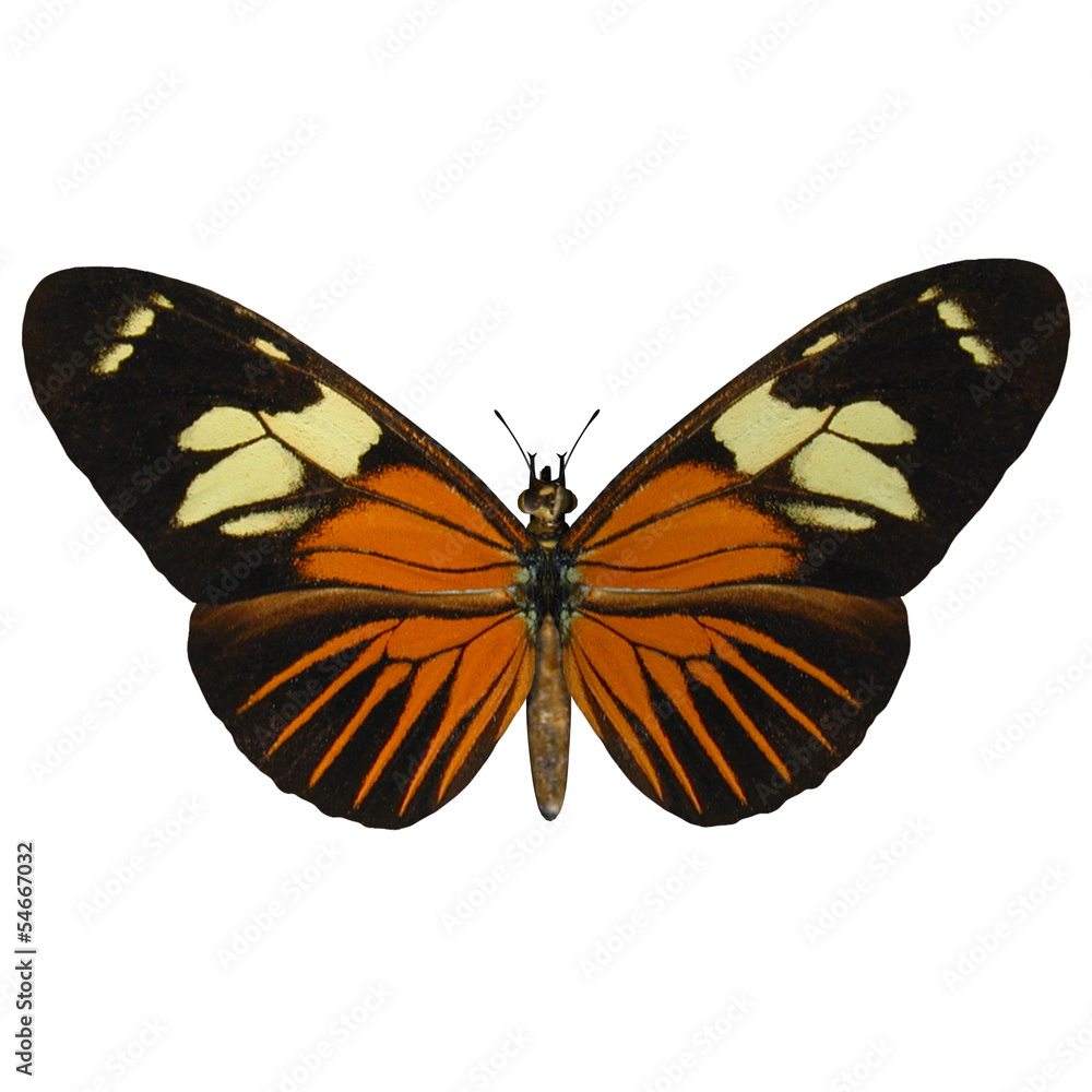 Fototapeta premium Postman Butterfly