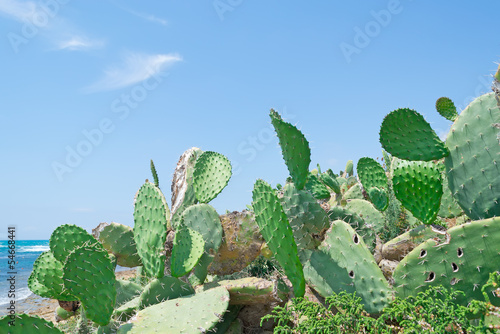 prickly pears and blue water
