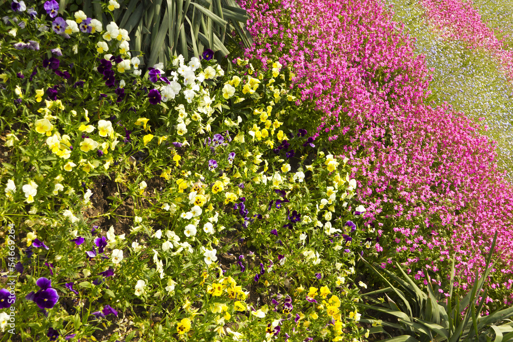 Obraz premium Spring flowers