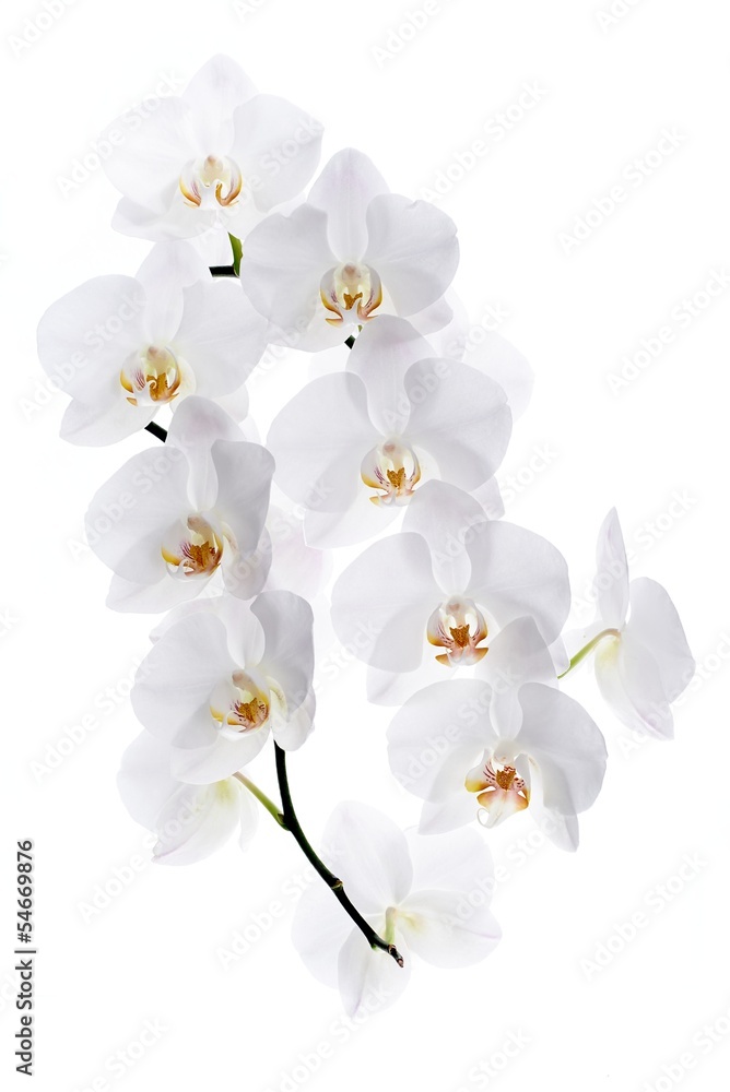 Flower orchids Flower orchids