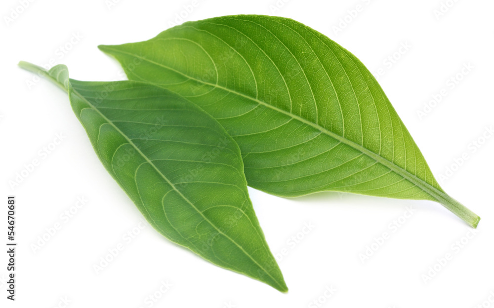 Fototapeta premium Adhatoda vasica or medicinal Basak leaf