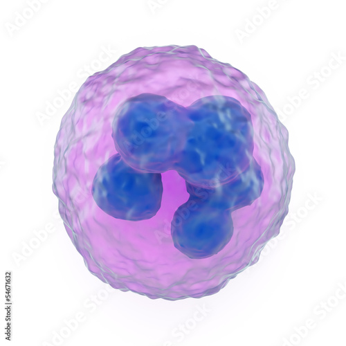 Granulocyte photo