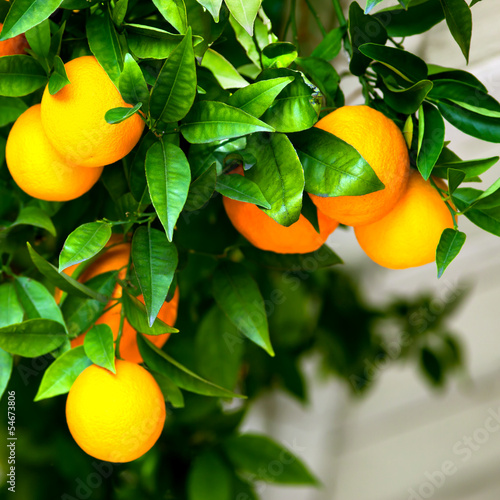 Bunch of ripe oranges hanging on a tree