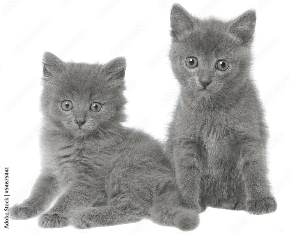 Two small gray kitten sitting Two small gray kitten sitting