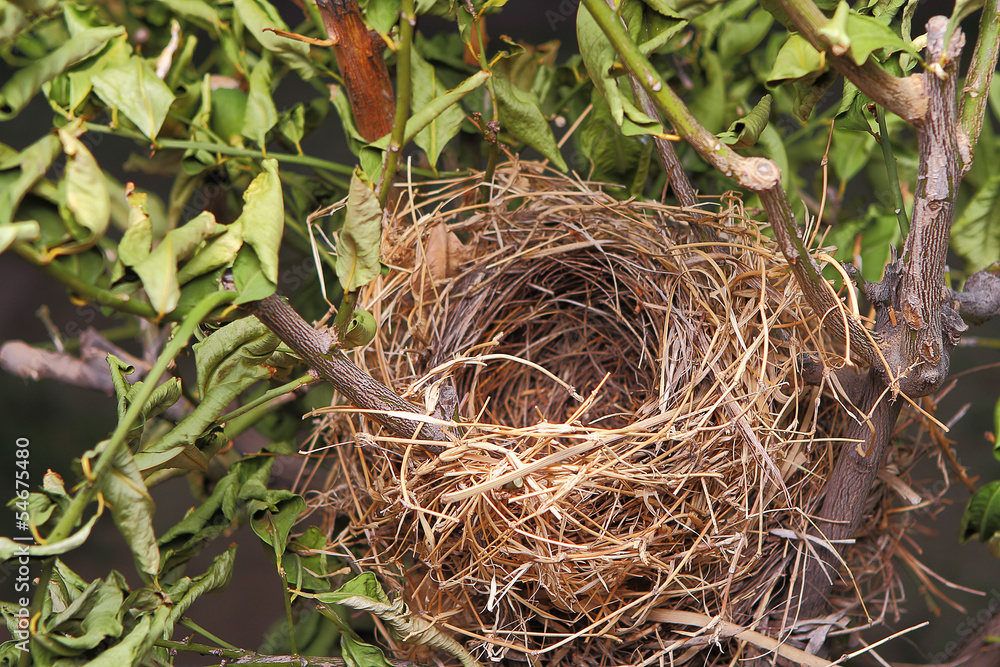 Εκτύπωση καμβά A beautiful natural empty birds nest in a tree