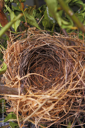 A beautiful natural empty birds nest in a tree
