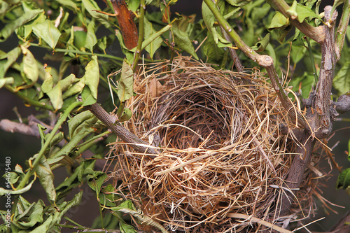 Photography A beautiful natural empty birds nest in a tree