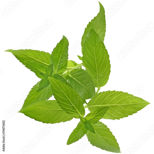 Sprig of mint close up isolated