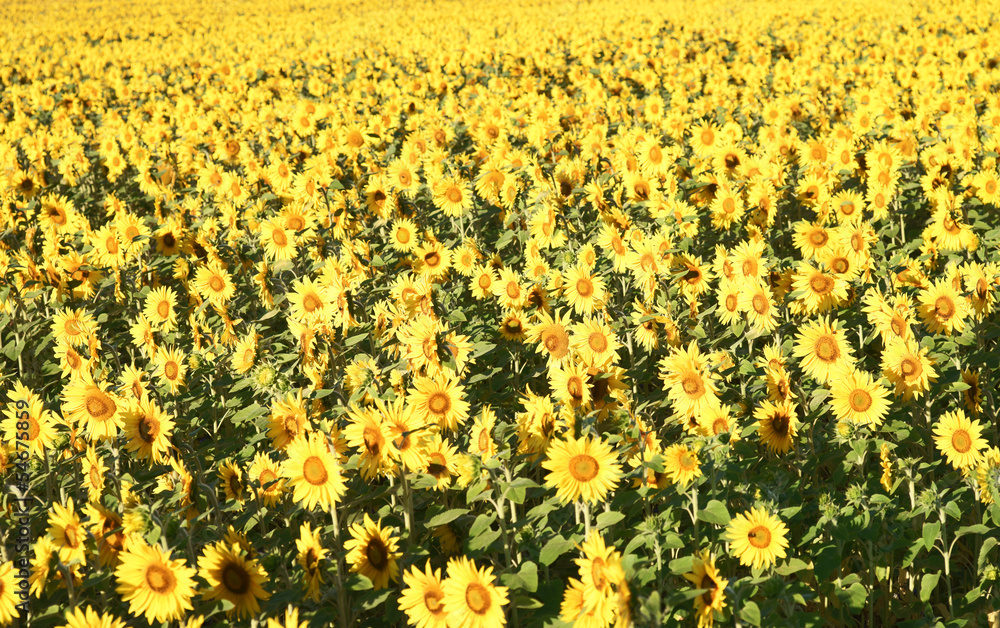 Obraz premium Sonnenblumenfeld
