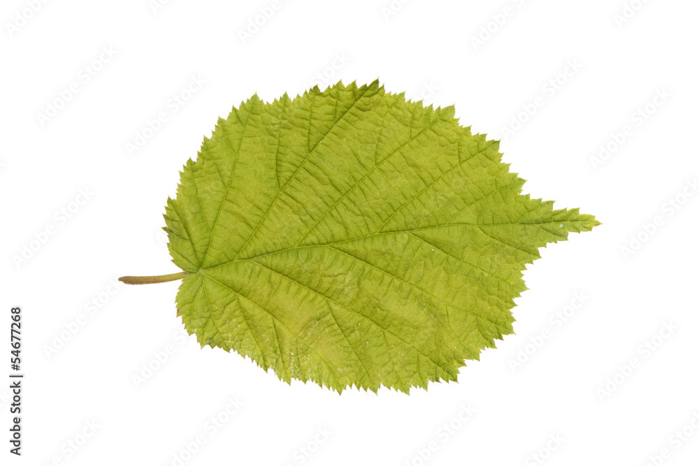 Common Hazel leaf isolated on white Common Hazel leaf isolated on white