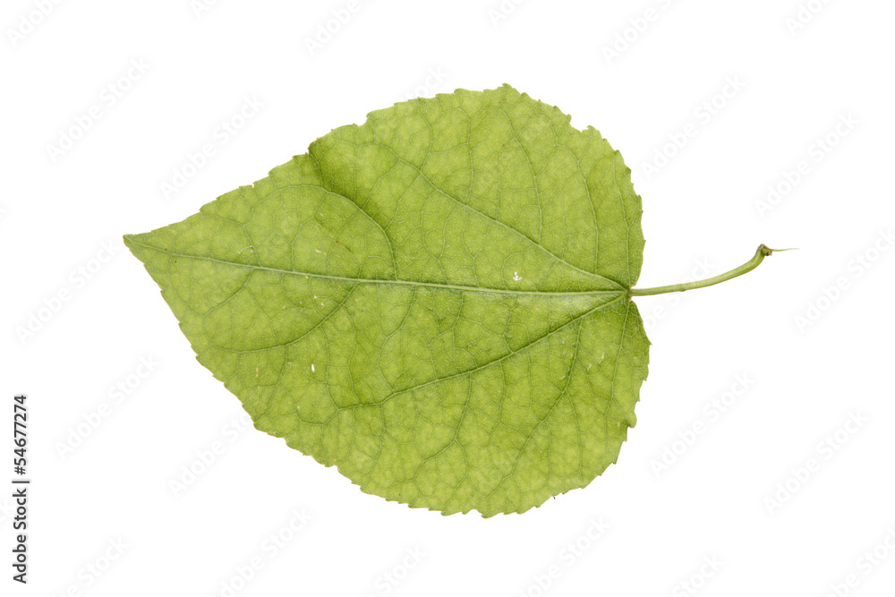 Fototapeta premium Juvenile aspen leaf isolated on white