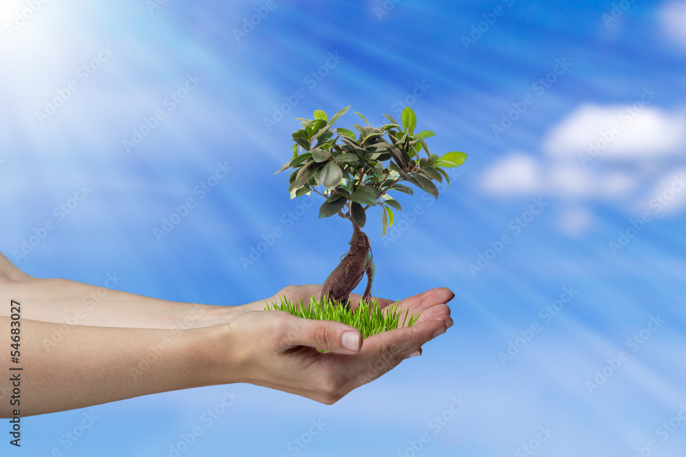 Obraz premium Baum in den Händen