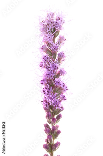 Spicatum violet flower isolated on white background