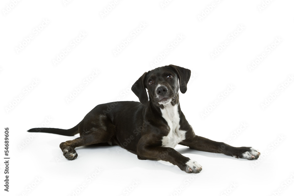Obraz premium Jagdhundwelpe